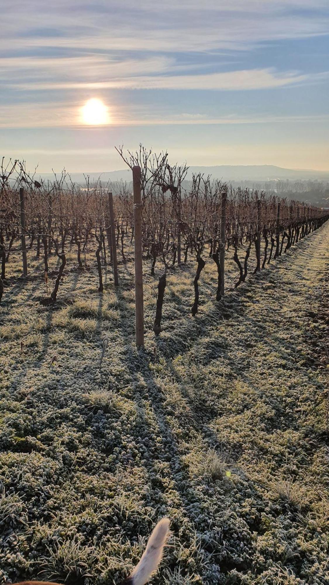 Hotel Weingut Magdalenenhof 3*